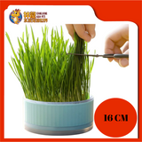 CAT GRASS 16CM