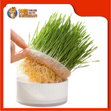 CAT GRASS 16CM