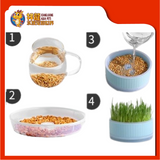 CAT GRASS 16CM
